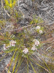 Serruria rubricaulis
