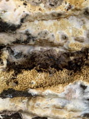 Serpula himantioides