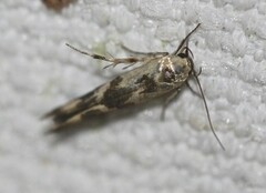 Stathmopoda melanochra