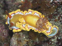 Ardeadoris rubroannulata