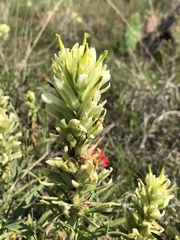Castilleja citrina