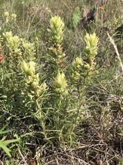 Castilleja citrina