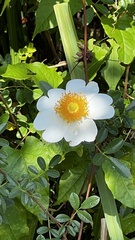 Rosa bracteata