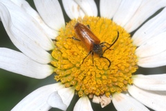 Pseudovadonia livida