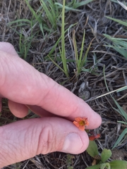 Jamesbrittenia aurantiaca