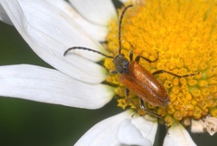 Pseudovadonia livida