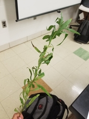 Proserpinaca palustris