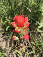 Castilleja indivisa