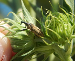 Lixus scrobicollis