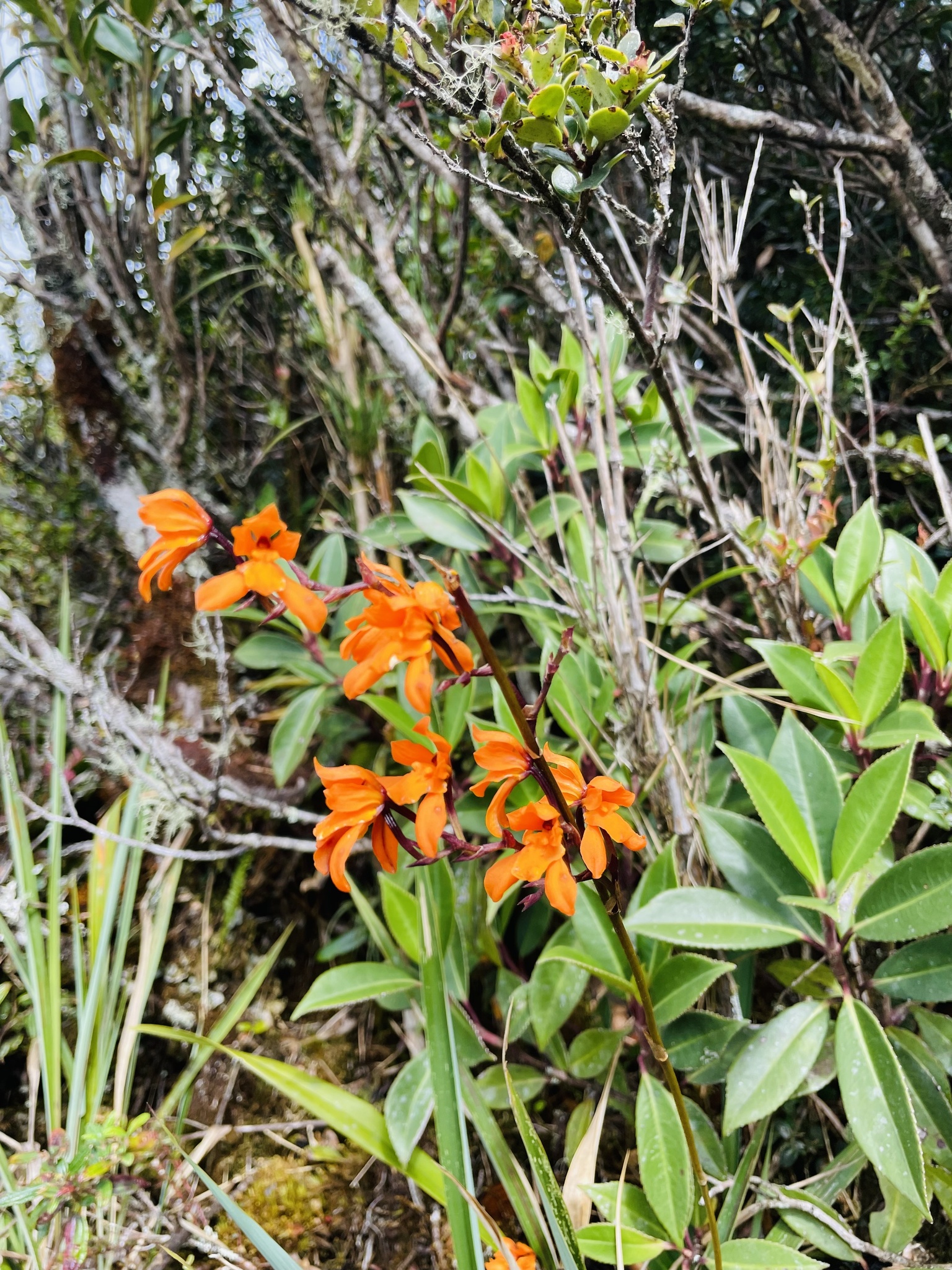 Cyrtochilum retusum image