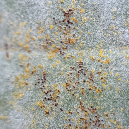 Bindweed Powdery Mildew