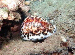 Cypraea tigris