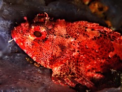 Scorpaena scrofa
