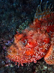 Scorpaena scrofa
