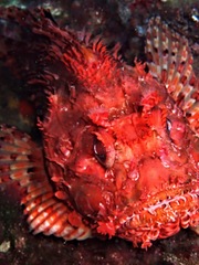 Scorpaena scrofa