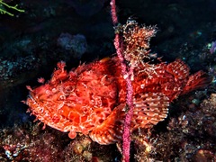 Scorpaena scrofa