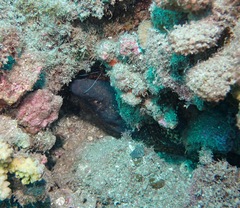 Gymnothorax flavimarginatus