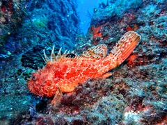Scorpaena scrofa