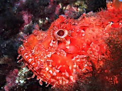 Scorpaena scrofa