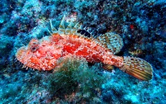 Scorpaena scrofa