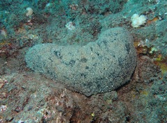 Holothuria whitmaei