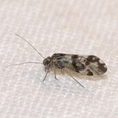 Ptycta polluta