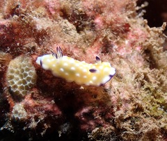 Goniobranchus vibratus