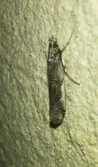 Pempelia palumbella