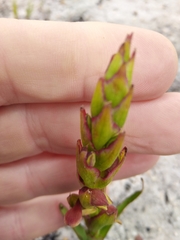 Disa reticulata