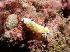 Goniobranchus vibratus