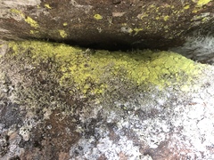 Chrysothrix chlorina