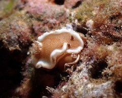 Glossodoris rufomarginata