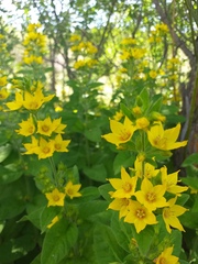 Lysimachia