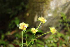Juncus scirpoides