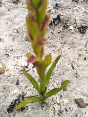 Disa reticulata