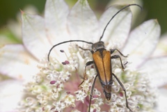 Anastrangalia dubia