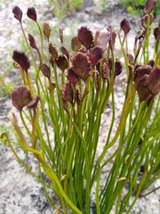 Schizaea pectinata