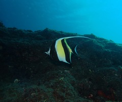 Zanclus cornutus