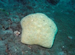 Culcita novaeguineae