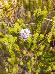 Stilbe ericoides