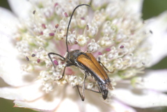 Anastrangalia dubia