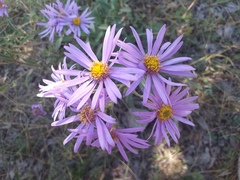 Aster