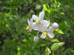 Solanum laxum