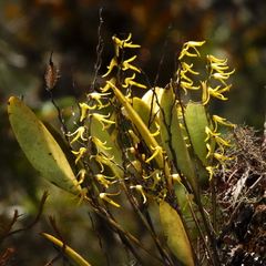 Trichosalpinx arbuscula