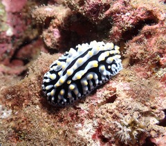 Phyllidia varicosa