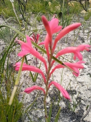 Watsonia fourcadei