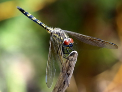Trithemis stictica