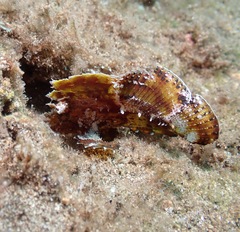 Taenianotus triacanthus