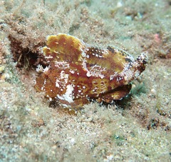 Taenianotus triacanthus