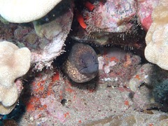 Gymnothorax flavimarginatus